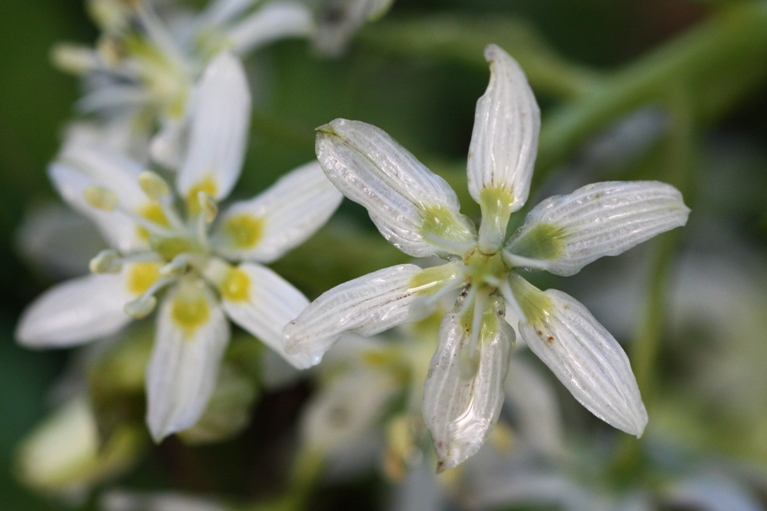 fremont star lily